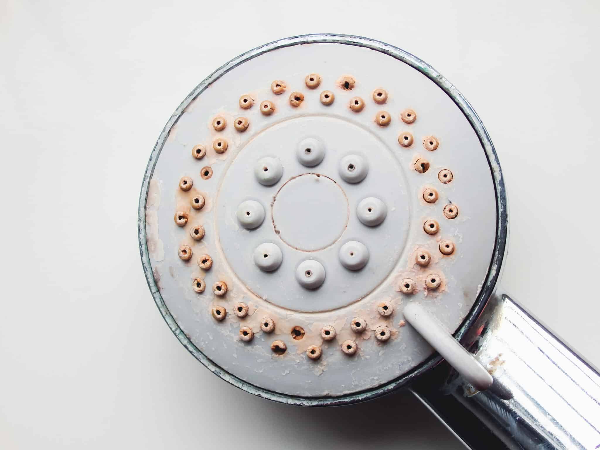 Calcium deposits surrounding the sprinklers of a showerhead.