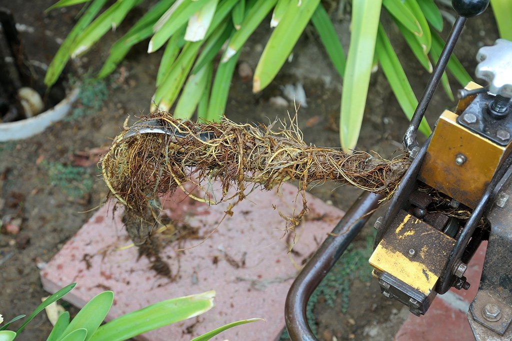 Beware of Tree Roots Breaking into Your Sewer Line | Insight from Your Trusted Irving, TX Plumbing Service