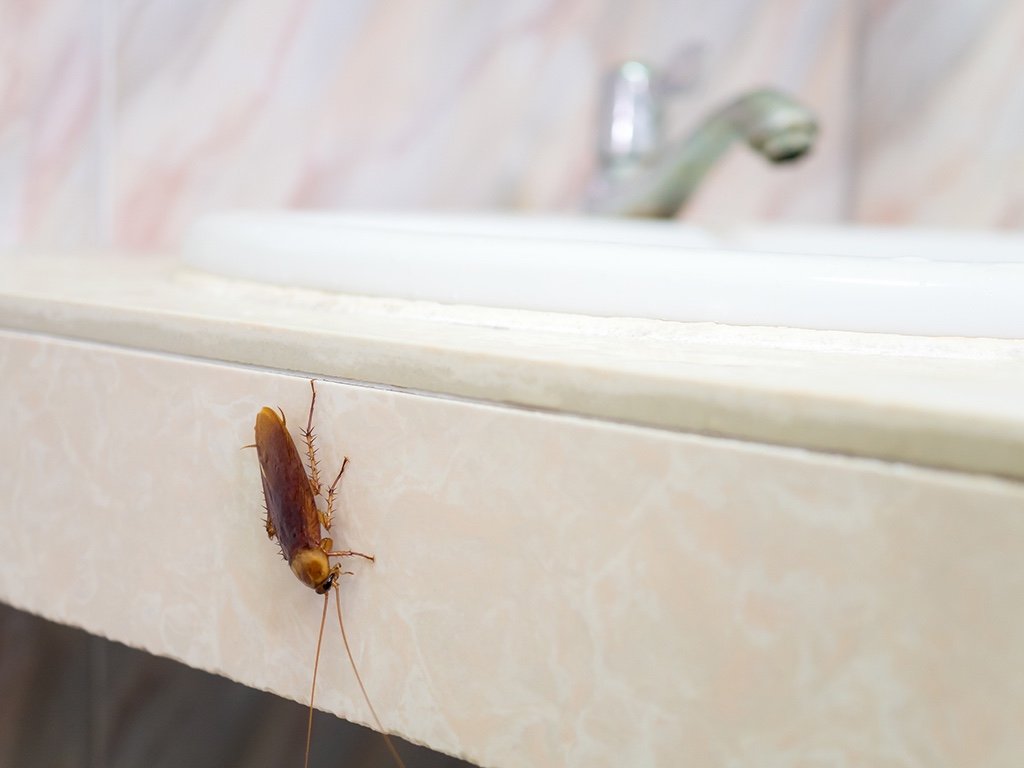 Plumbing Problems Can Cause Pest Problems | Insight from Your Trusted Denton, TX Plumbers