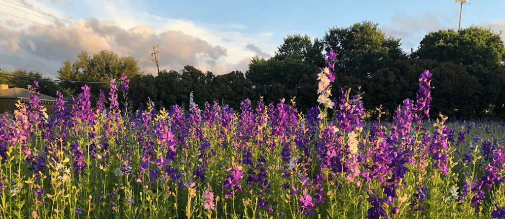 Purple wildflowers | bluefrog plumbing + Drain Plumbing Service in Richardson, TX