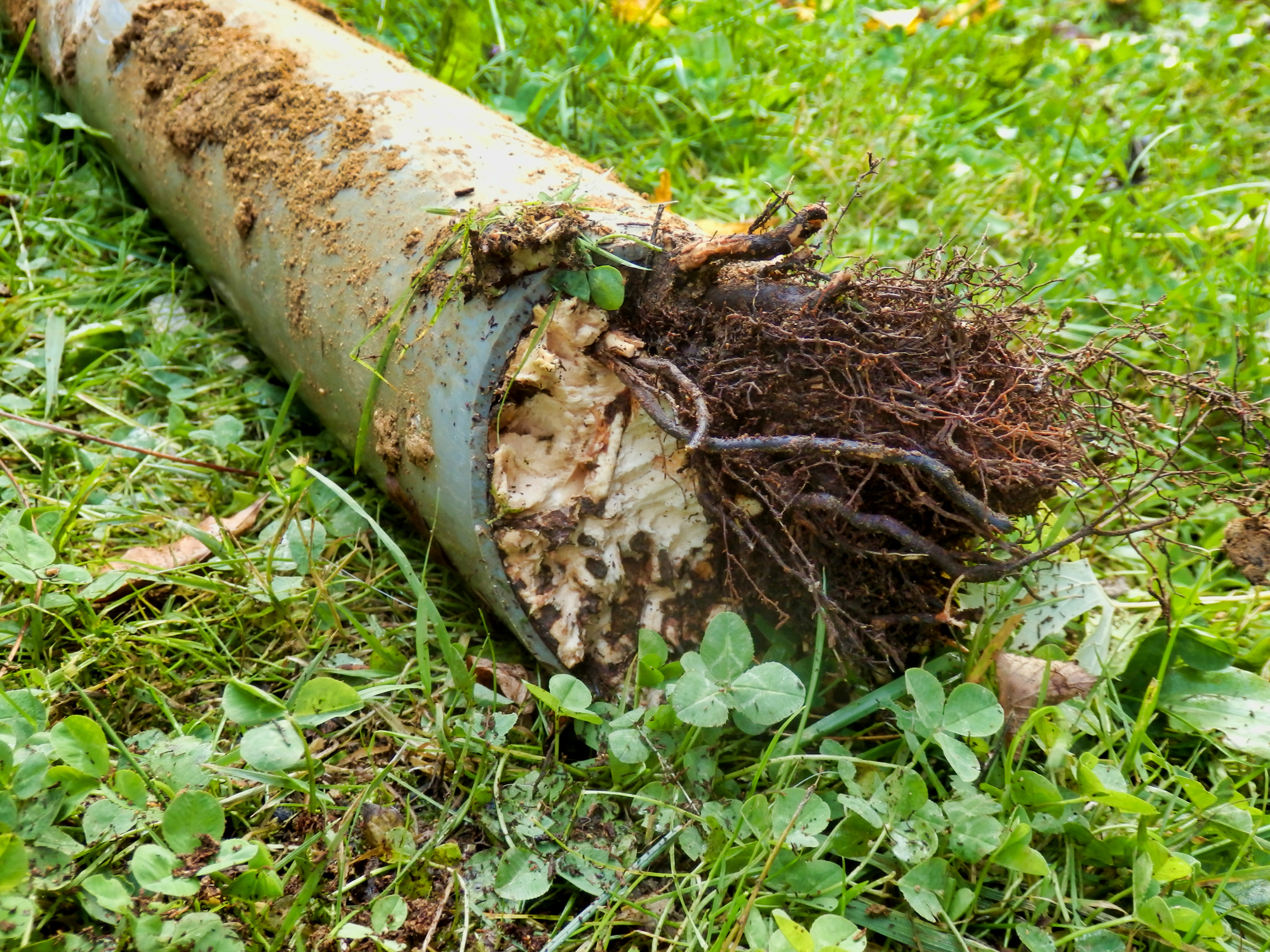 Sewer line issues caused by tree roots.